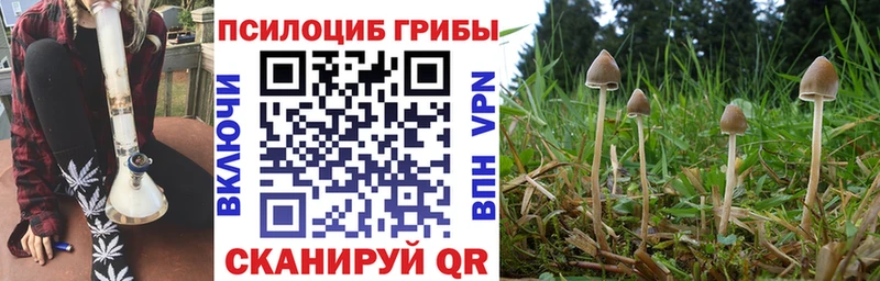 Псилоцибиновые грибы Cubensis  Севск 